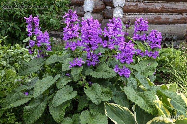 Буквица, дельфиниум,чистец, травянка,флокс