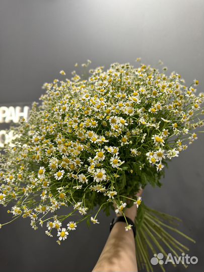Голландские ромашки цветы букеты доставка