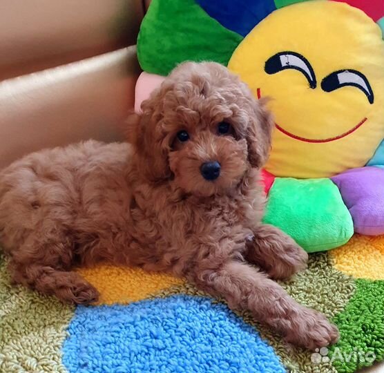 Той-пудель девочка