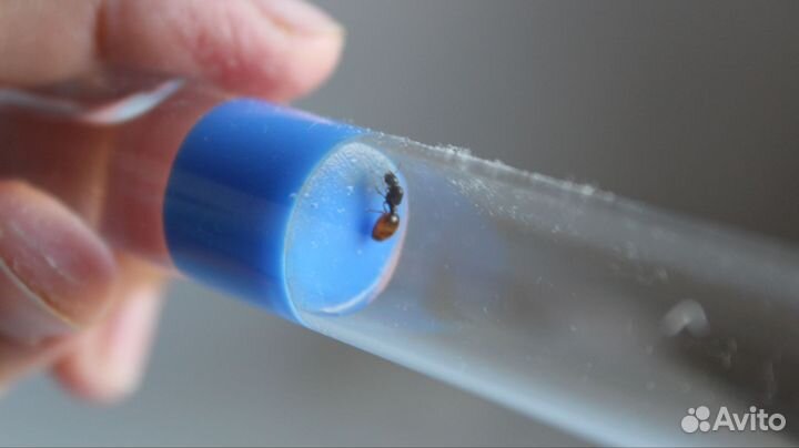 Муравьи разные виды