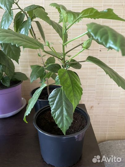 Гибискус (китайская роза) с бутонами