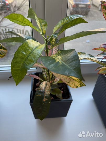 Кротон Миссис Айстон