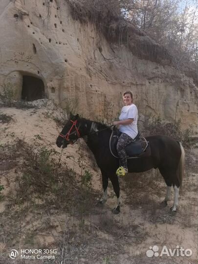 Арабо- Терский жеребчик