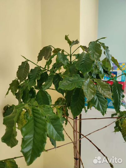 Кофе Арабика