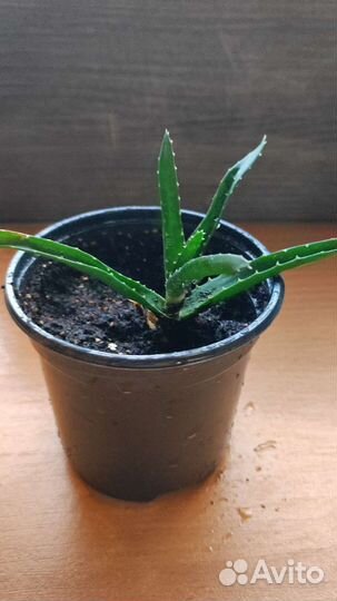 Излишки растений