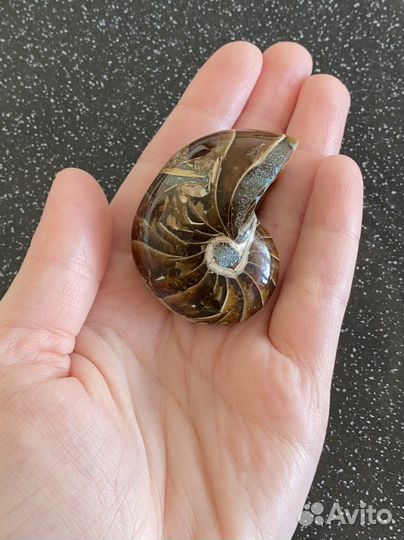 Наутилус 49*37*32 вес 76 гр окаменелость