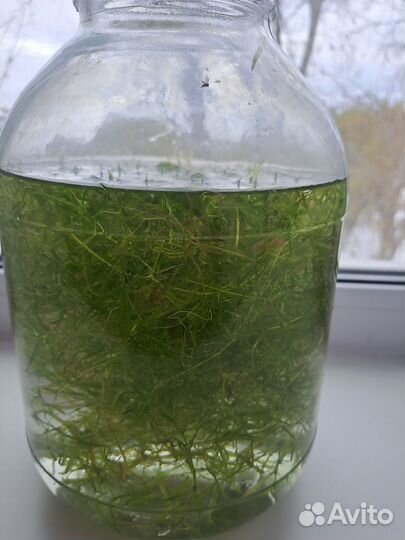 Растение в аквариумное