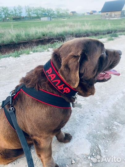 Вязка лабрадор мальчик