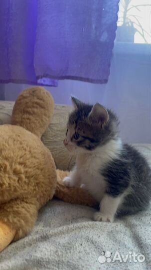 Котенок мальчик 1 месяц