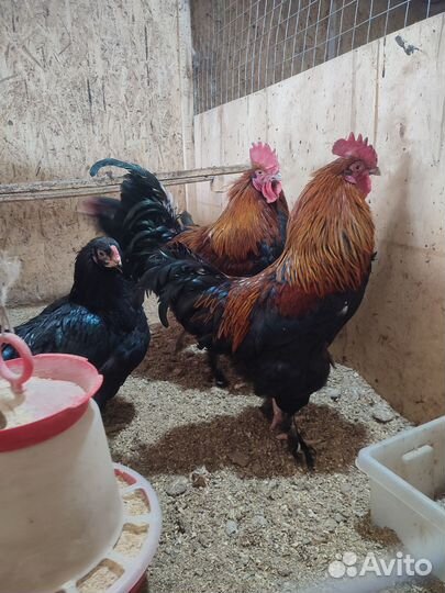 Петух Маран черно медный