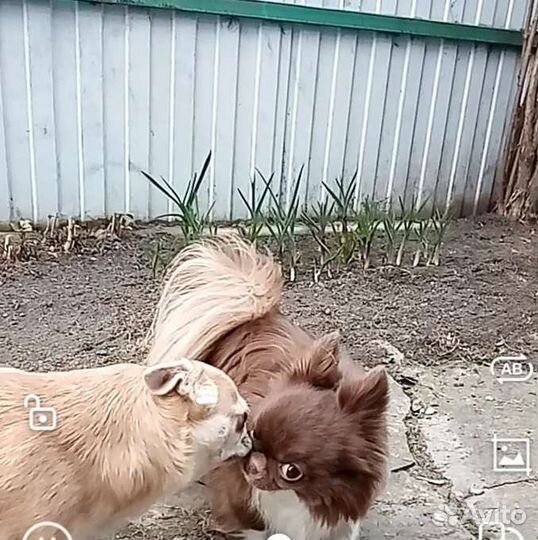 Инструктор по вязке собак