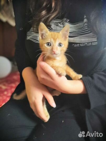 Котятки в добрые руки