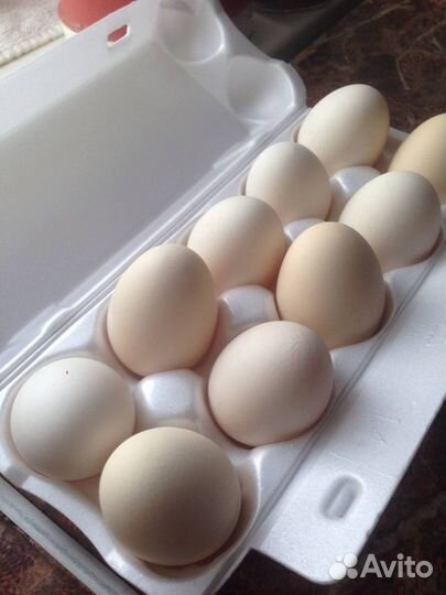 Пушкинские куры-несушки, яйцо инкуб., цыплята