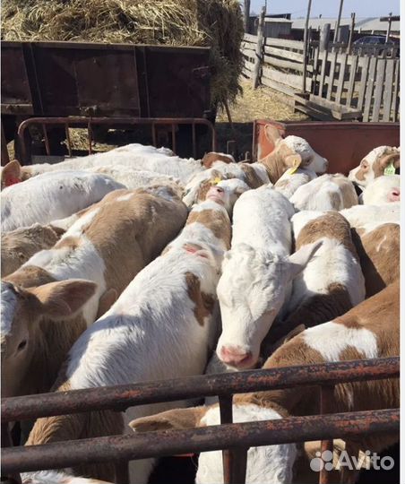 Бычки породистые