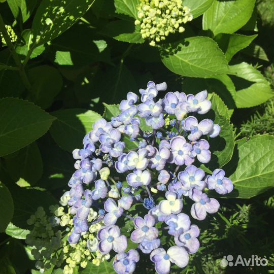 Цветы гортензия