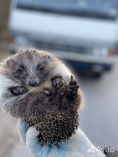 Стяжка пола