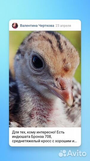 Индюшата суточные