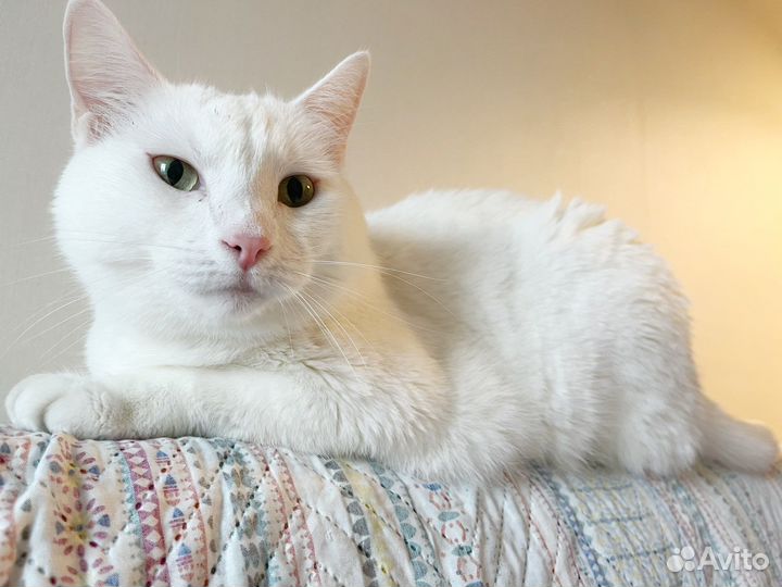 Кот в добрые руки