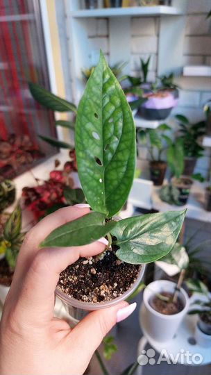 Монстера Спайдермен