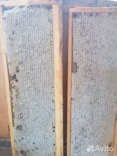 Мед гречишный