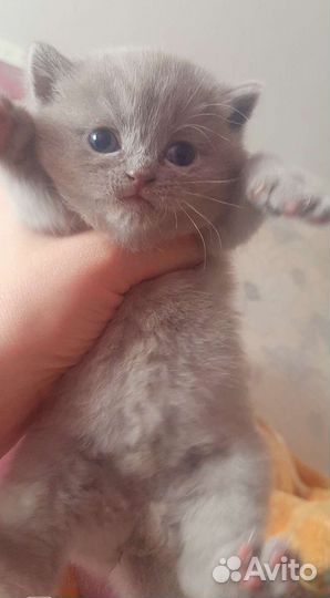 Шотланцы вислоухие