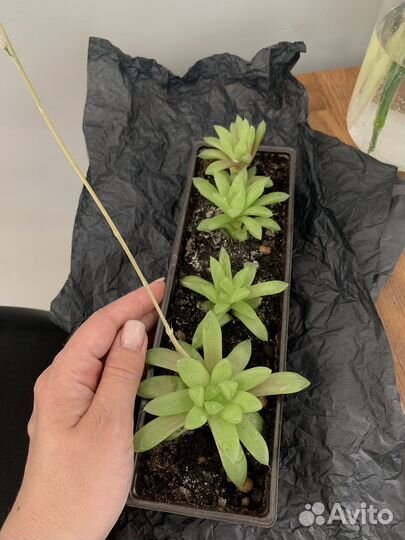 Суккуленты