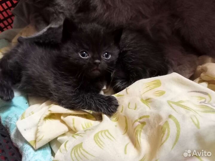 Кошки от экзота