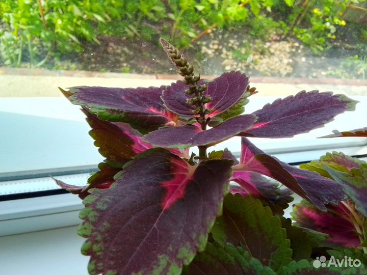 Комнатные цветы