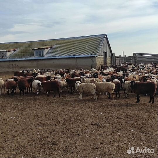 Работа чабан пастух