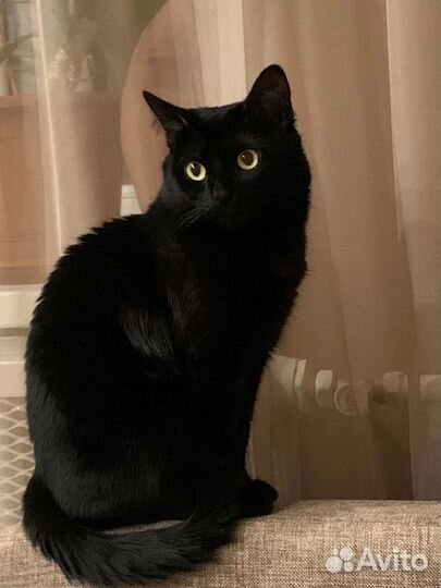 Кот Барон-ищет невесту