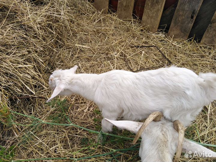 Продам козлят