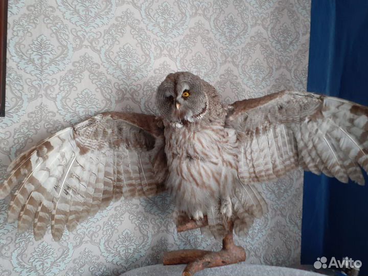 Чучела животных