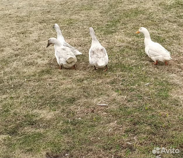 Утки селезень