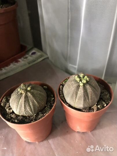 Молочай Тучный.Драцены.Кротон,Ховортии