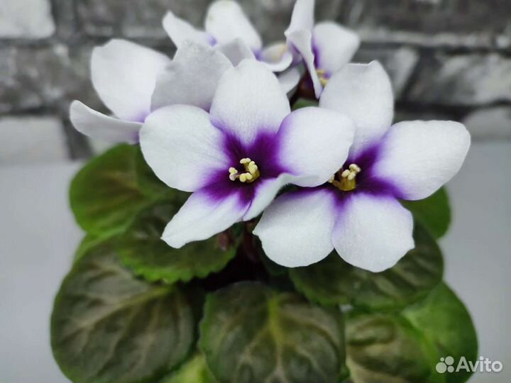 Фиалки детки
