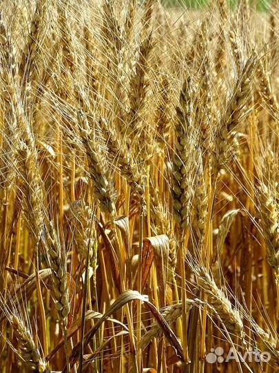 Пшеница