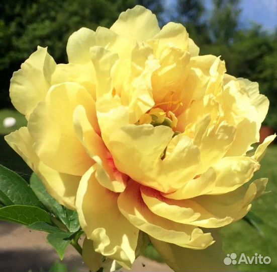 Пион бартзелла