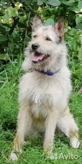 Мохнатый звонок