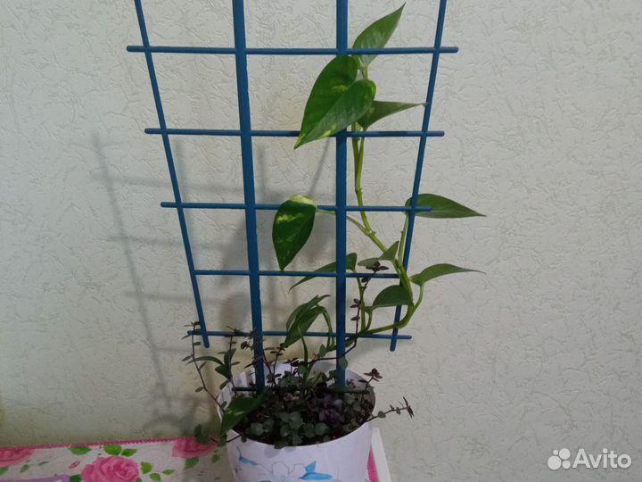 Сциндапсус золотистый