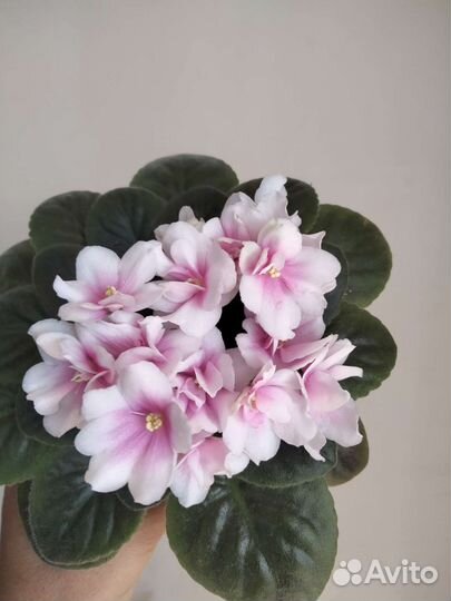 Свежесрезанные черенки мини фиалок