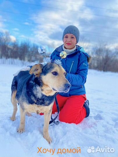 Замечательный пес мудрый ласковый дружелюбный ко в