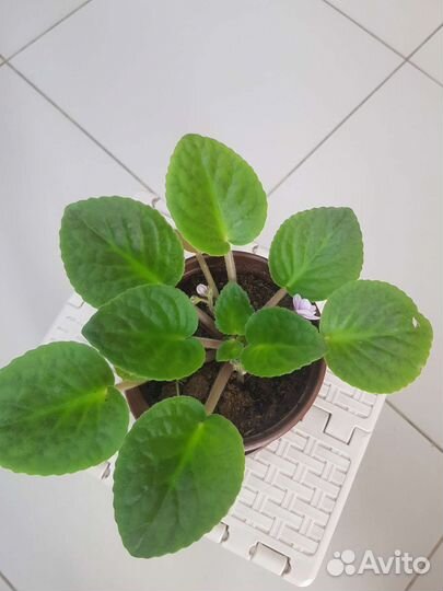 Фиалка в горшках