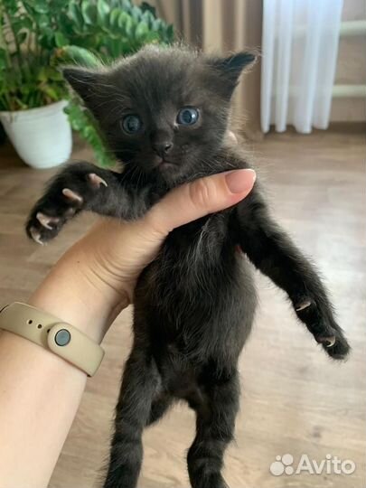 Котятки в добрые руки