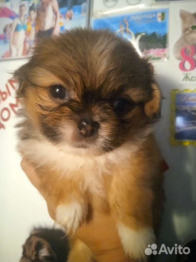 Щенки пекинеса