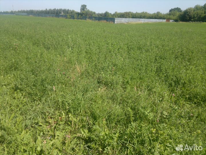 Сено в рулонах 300 - 350кг