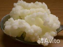 Тибетский кефирный молочный гриб