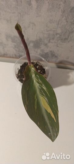 Строманта меджик стар