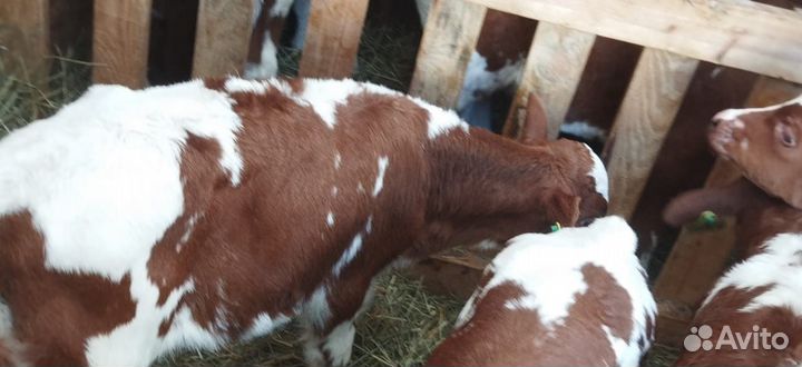 Телята доставка