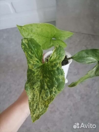 Сингониумы