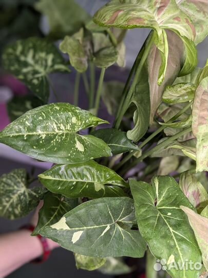 Сингониум в кашпо